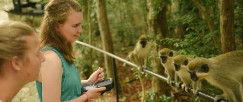 学生观察巴巴多斯绿树猴的行为